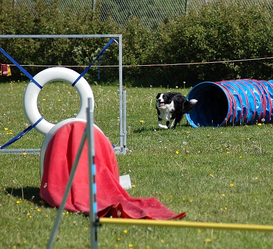 2006-06-10 (24).JPG - Uppvisning av Köpings Hundungdom